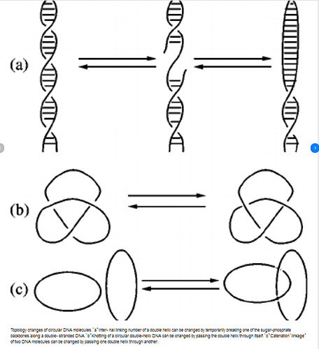 Knot Theory DNA