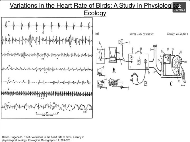 Eugene Odem Bird Heartbeat
