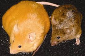 agouti mice methylated offspring