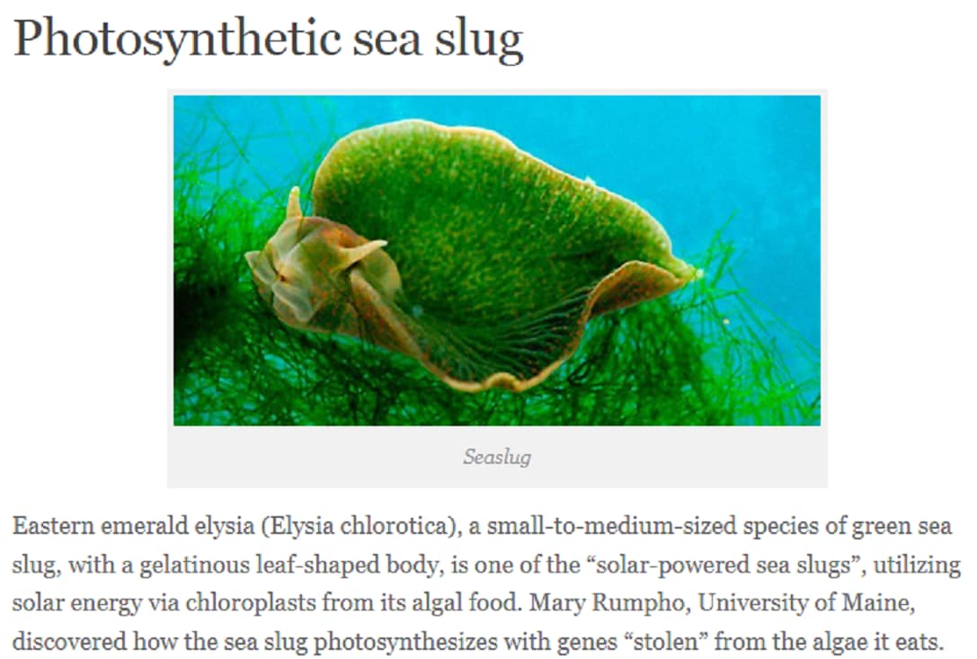 Sea slug photosynthetic
